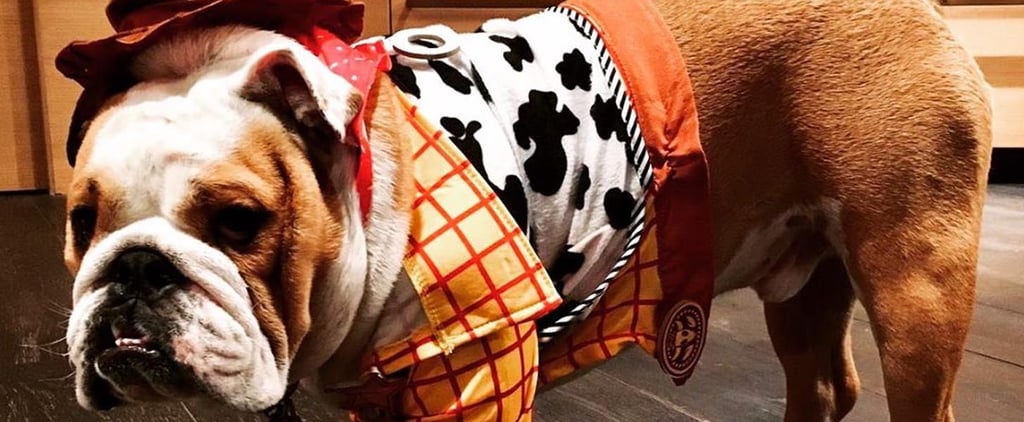 Chrissy Teigen's Dog Dressed as Woody From Toy Story Video