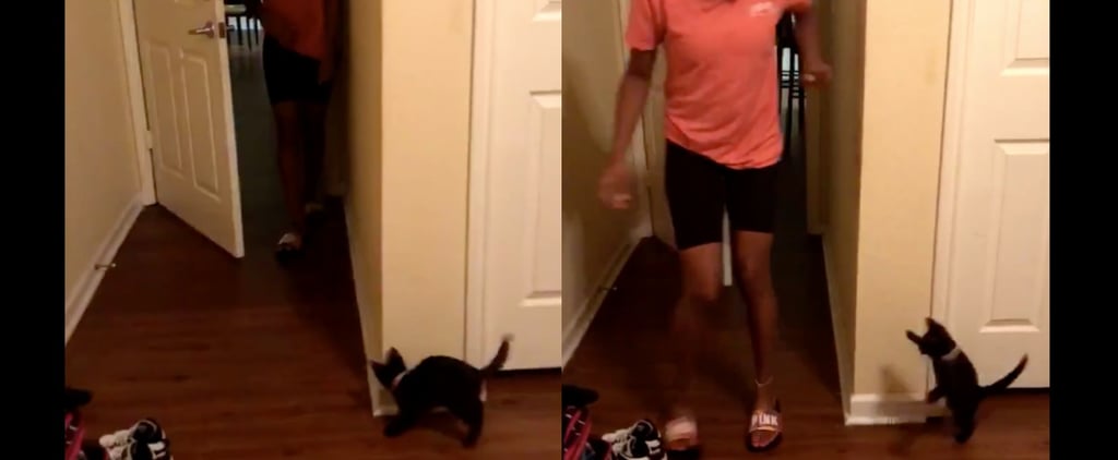 This Tiny Kitten Trying Really Hard to Scare Her Owner Is What the Internet Should Be For
