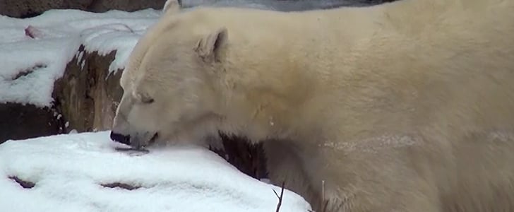 Lincoln Park Zoo Sequestered Polar Bear