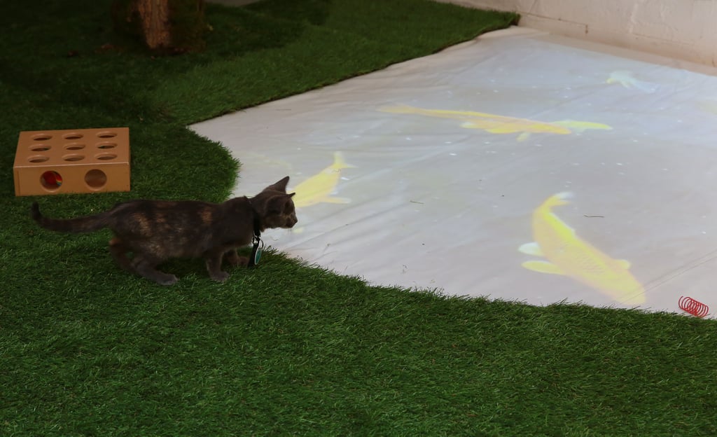 Purina ONE Cat Camp