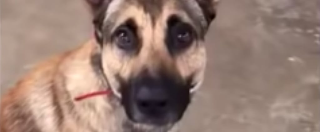 German Shepherd Fails Service Dog Test | Viral Video