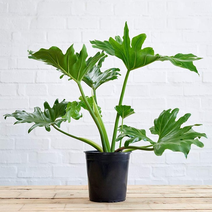 Philodendron Best Houseplants For Cold and Flu POPSUGAR Home Photo 27