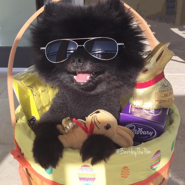 Barkley The Pom 10k Followers 13 Dogs That Are So Hot On Twitter Right Now Popsugar Pets Photo 14 It has published 88 videos which all together add up to about 300 thousand views. popsugar