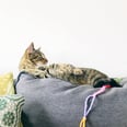 I'm a Cat Person, and Here's What I Know to Be True