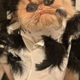 This Cat Dresses as Schitt's Creek Characters, and I Hope She Has a Cedar Chest For Those Sweaters