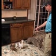 This Dad "Disciplining" His 3 Dogs For Eating Out of the Trash Is Like Looking in a Freakin' Mirror