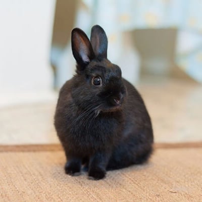 Rescued Bunny up For Adoption