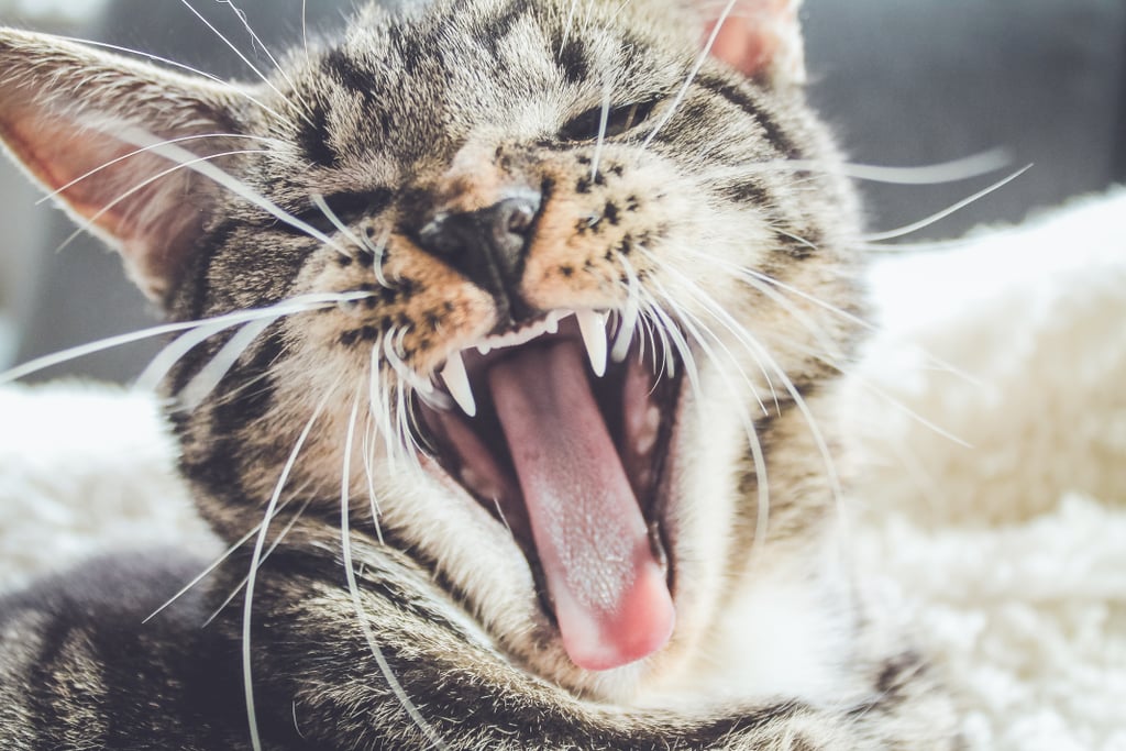 Feline yawns are the BEST yawns. Feline yawns are the BEST yawns.