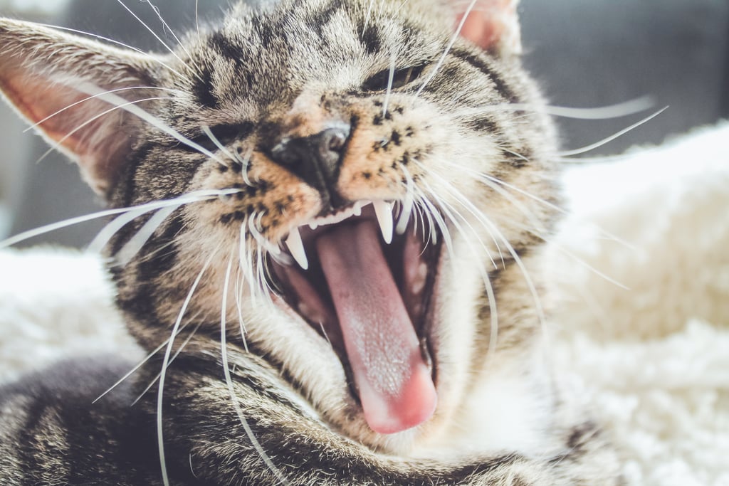 Feline yawns are the BEST yawns.