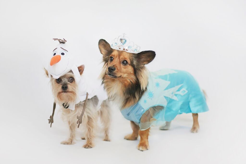 Dogs Dressed as Disney Princesses POPSUGAR Pets Photo 2