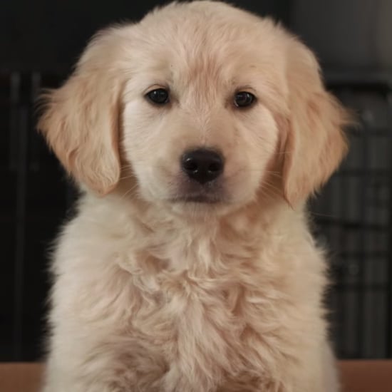 GoDaddy Super Bowl Commercial With Puppy