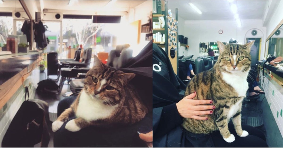 Cat Works at a Hair Salon POPSUGAR Beauty
