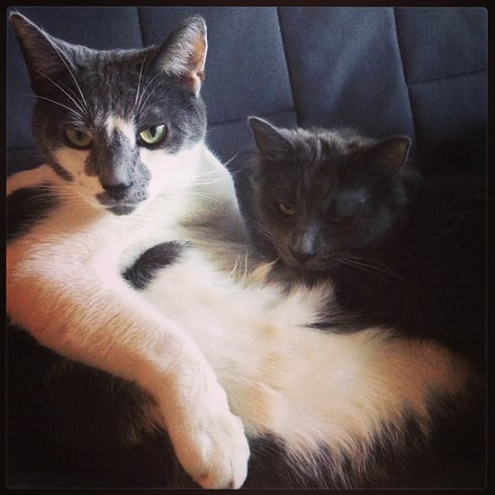 How Cats Help With Breakups