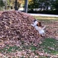 You Haven't Lived Until You've Seen This Dog Jump Into a Pile of Leaves