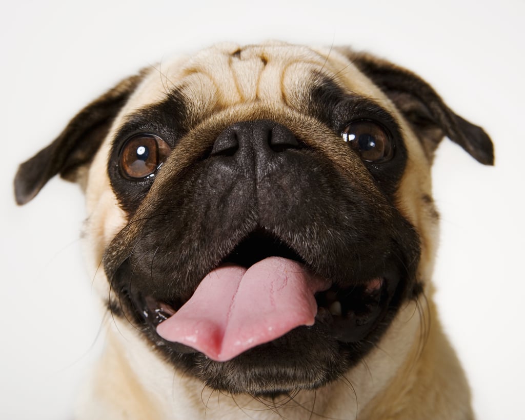 Cute Pictures of Pugs