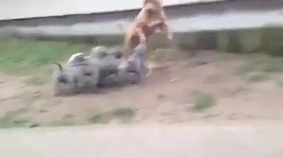 Cute Dog GIFs