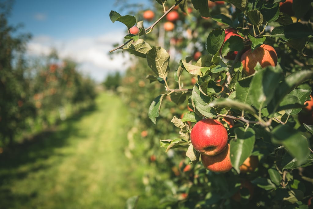 Go Apple Picking