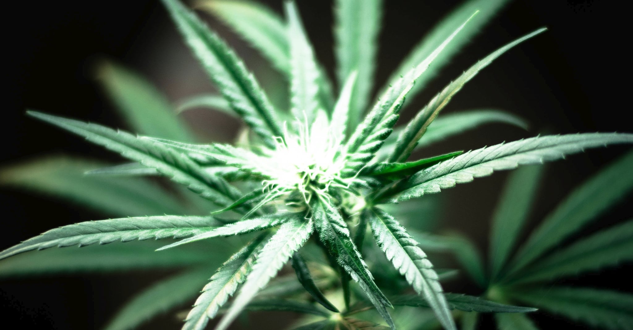 Marijuana Industry Projected to Add 250,000 More Jobs | POPSUGAR Money ...