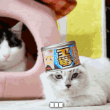 Funny Cat GIFs | POPSUGAR Tech