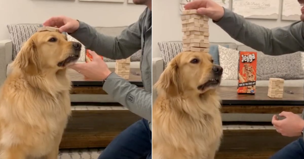 Why That Golden Retriever Blocks Toddler's Toy Car (And What It Actually Means)