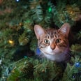 I Couldn't Keep My Cats Out of My Christmas Tree, So I Got Advice From 3 Vets