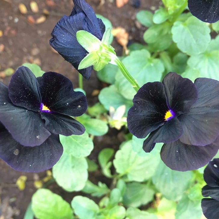 Black Flowers POPSUGAR Home