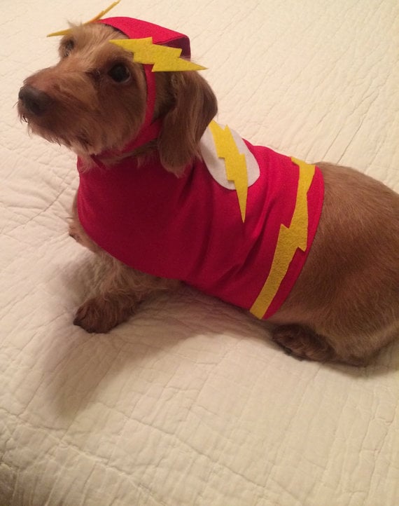 The Flash Superhero Costumes For Dogs POPSUGAR Pets Photo 10