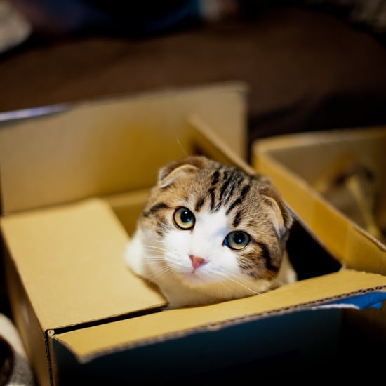 Why Do Cats Love Boxes?