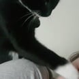 This Impatient Cat "Boops" Her Parents Awake Every Morning, 'Cause Who Needs an Alarm?