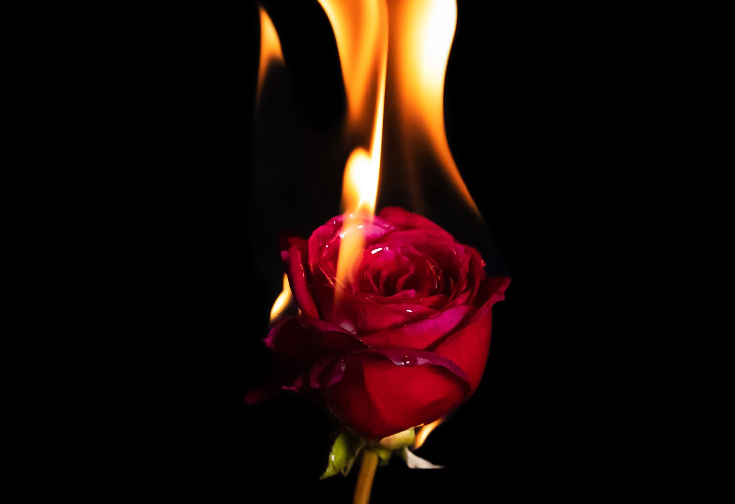 a rose on fire