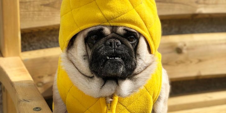 This Pug Rescue Has an Instagram Account That Will Melt ...