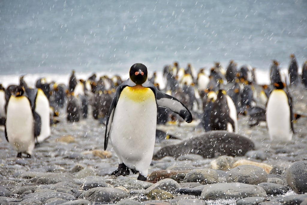 Antarctica King Penguins