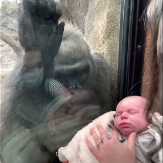 Gorilla Mom Bonds with Human Mom and Baby at Boston Zoo