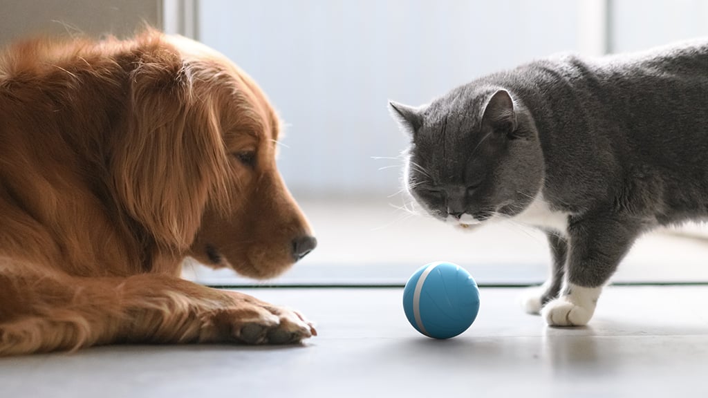 Interactive Ball For Pets