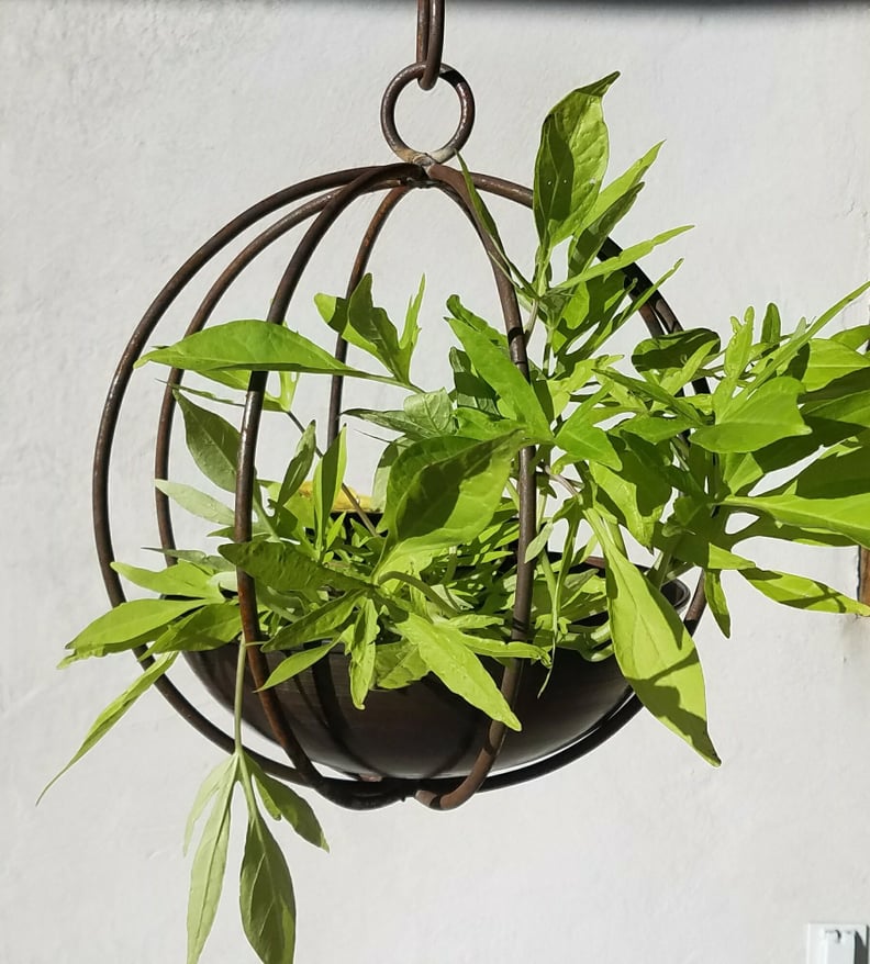 Williston Forge Renhold Handmade Globe Copper and Steel Hanging Planter