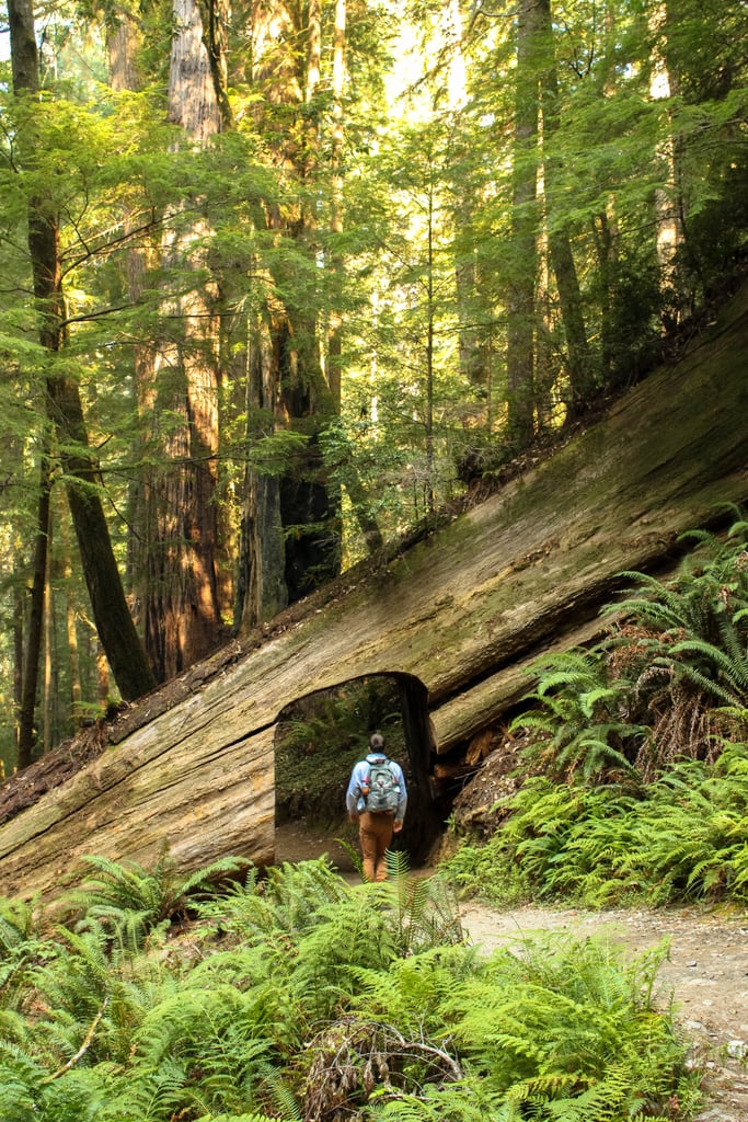 While there is no question the Avenue of the Giants will instantly infuse you with a new mesmerizing sensation, if you truly want a surreal experience, I highly recommend carving out time to hike the Tall Tree Trail. 
Also known as the Tall Tree Grove, what makes this 3.5-mile hike so spectacular is that only a small number of cars are allowed inside the trailhead's gate per day. What this means is there will be absolutely no elbow-pushing or crowded paths, just you and Mother Nature. 
Although you will need to skip the snoozes in order to check in at the Visitor Center and obtain a free permit, trust me, the early wake-up call will be well worth the lack of sleep because you'll hardly encounter any other people on the hike.