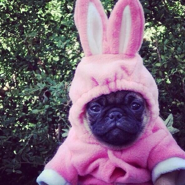 On Easter Sunday, Carly Rae Jepsen dressed up her dog in a festive costume. 
Source: Twitter user carlyraejepsen