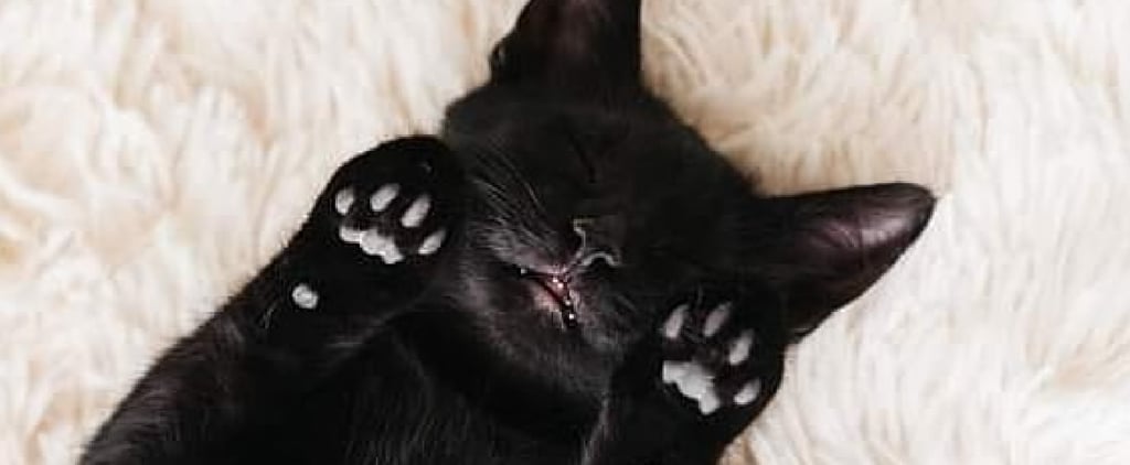 Photos of Black Cat Pictures