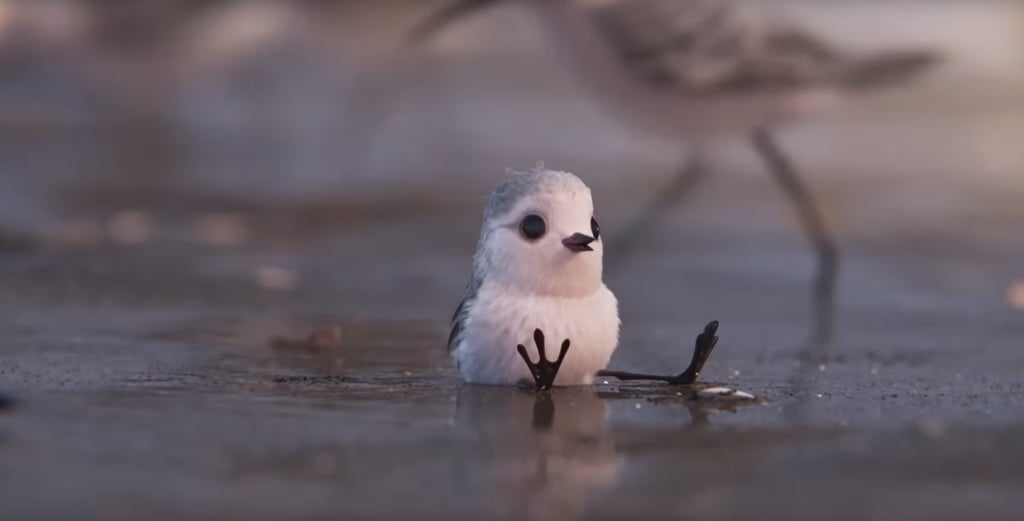Piper