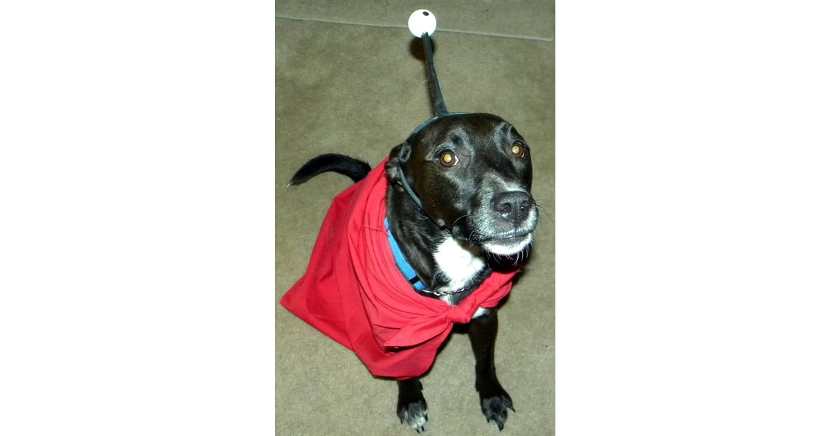 Nibbler Pet Costume DIY Pet Costume Ideas POPSUGAR Smart Living Photo 2