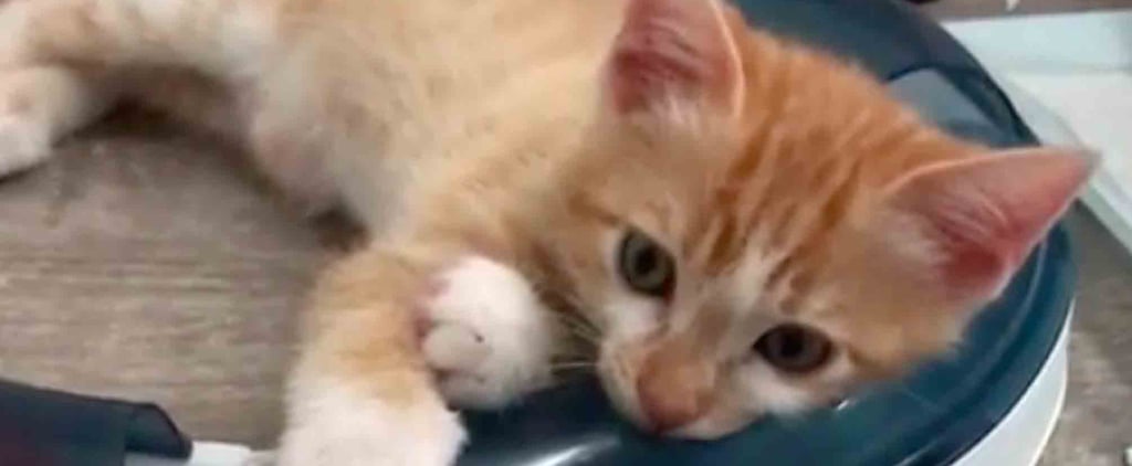 Cute Videos of Kittens