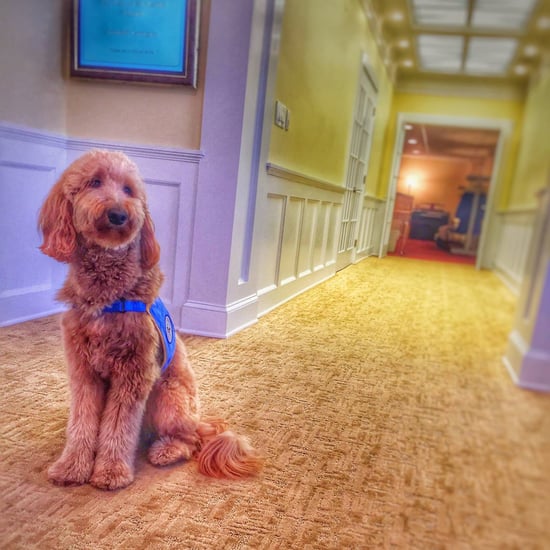 Comfort Dog at Funeral Home | Video