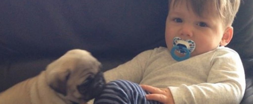 Toddler and Pugs Instagram