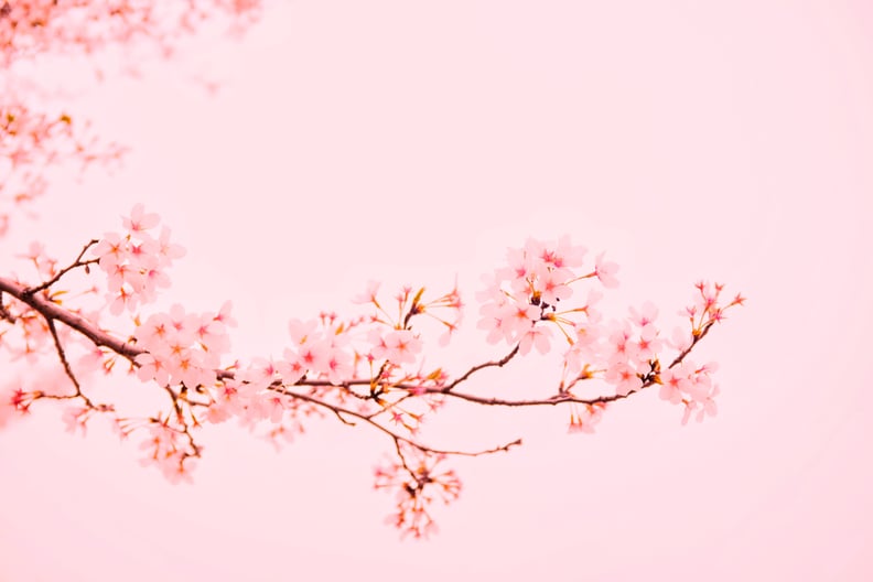 Spring Desktop Wallpapers: Cherry Blossoms