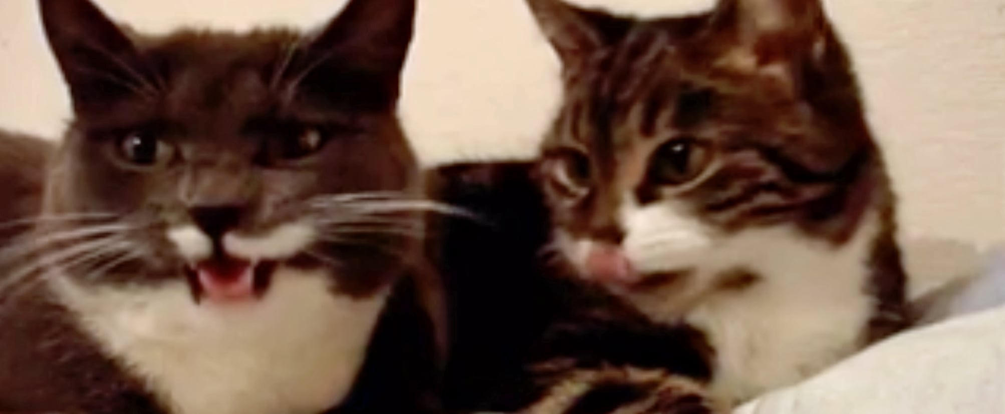 Video Of 2 Cats Having A Romantic Conversation From Reddit