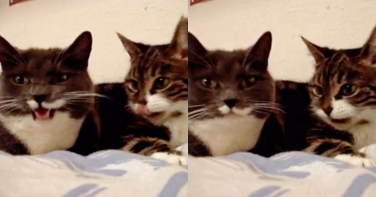 Video Of 2 Cats Having A Romantic Conversation From Reddit