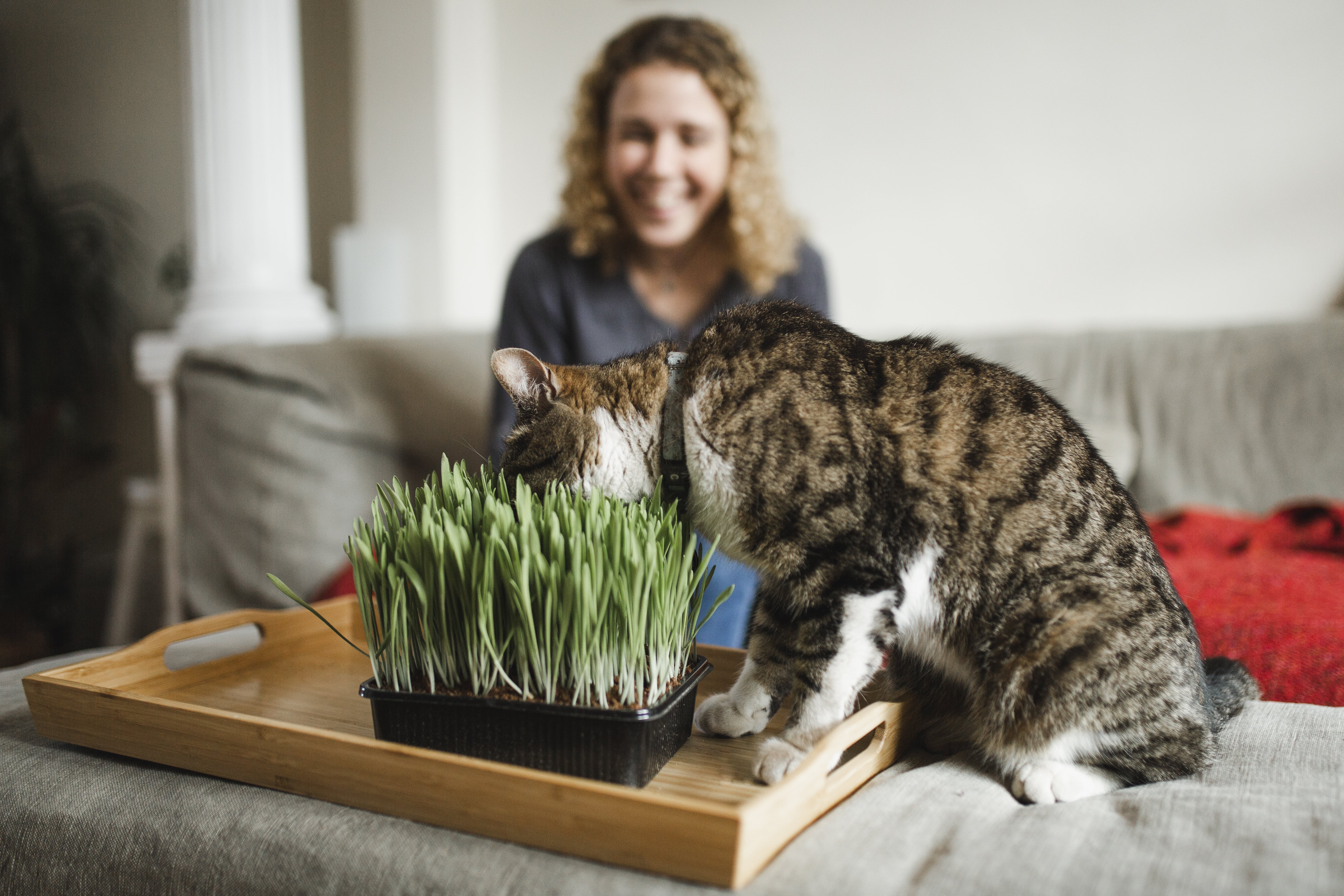 How to get cat top to stop eating plants
