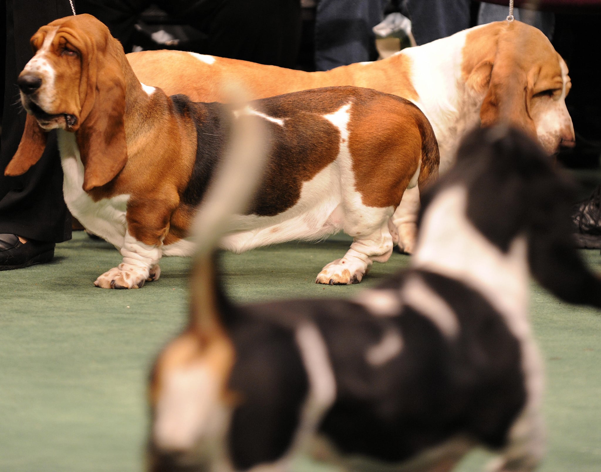 Cute Dogs From Behind-the-Scenes at the 2009 Westminster Kennel Club Dog Show ...2048 x 1610