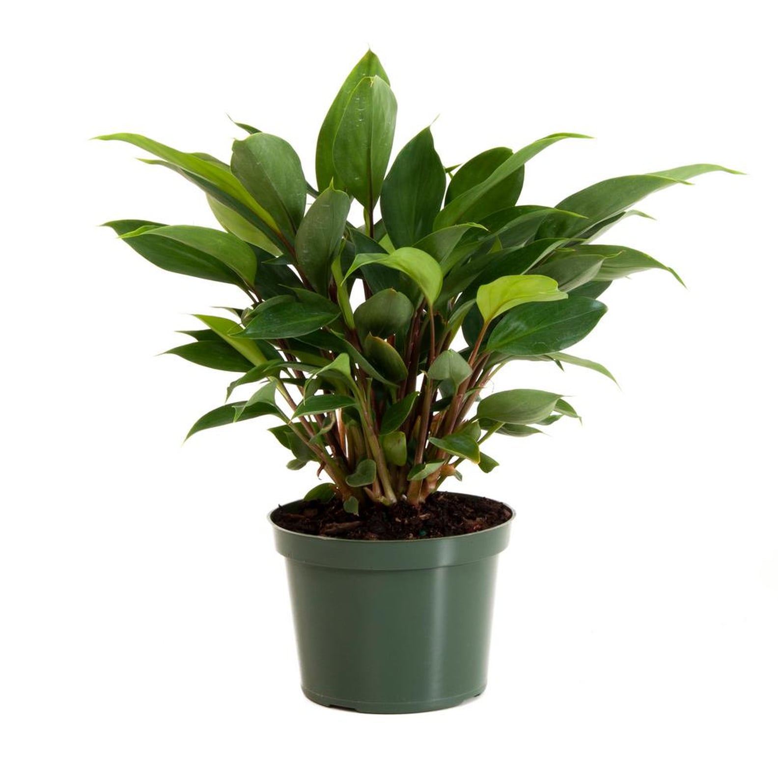 Best Trees and Plants From Home Depot POPSUGAR Home