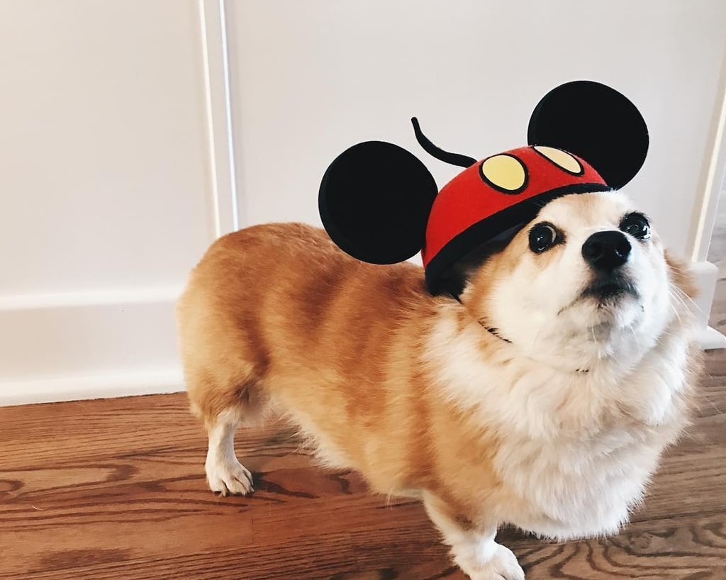 Dogs Wearing Mickey Mouse Costume